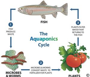 Aquaponics Cycle Aquaponics Cycle